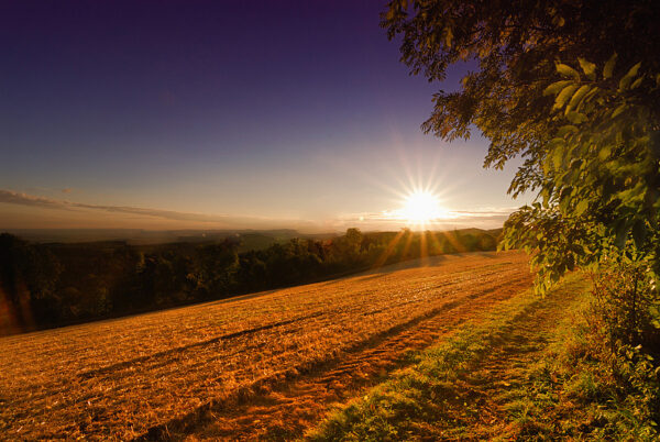 Bild eines Sonnenunterganges an einem Feld